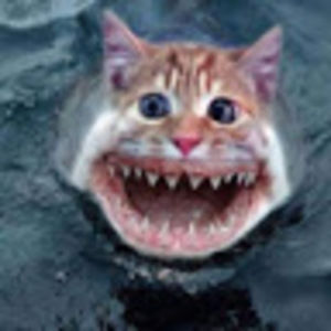 Meet your Posher, Bailey